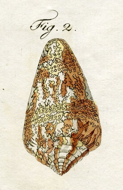 Illustration von Conus Ammiralis (Unterart Cedonulli), 1790 von Jacob Xavier Schmuzer